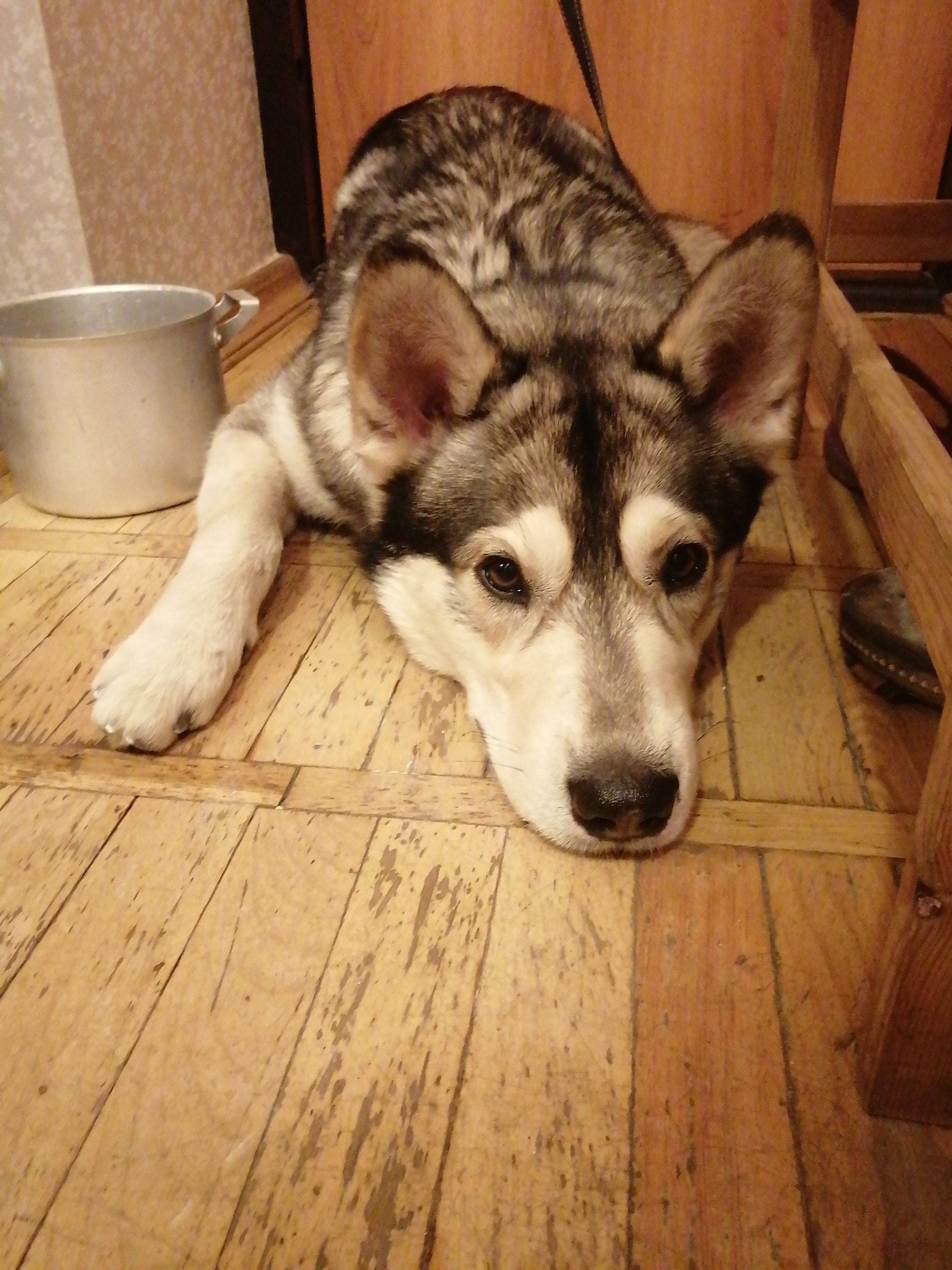 A young male husky was found. Rostov-on-Don[UPD returned to owners] - Husky, Rostov-on-Don, Found a dog, The dog is missing, TsGB, Longpost, No rating, Dog