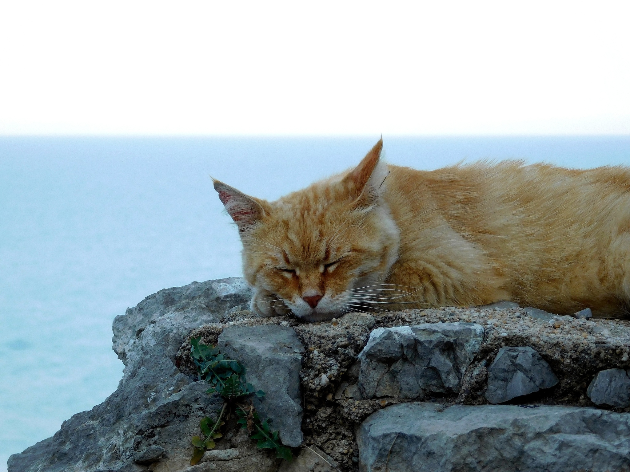 Включи кот море. Морская кошка. Котик на море. Коты Симеиза. Кот на море на рабочий стол.