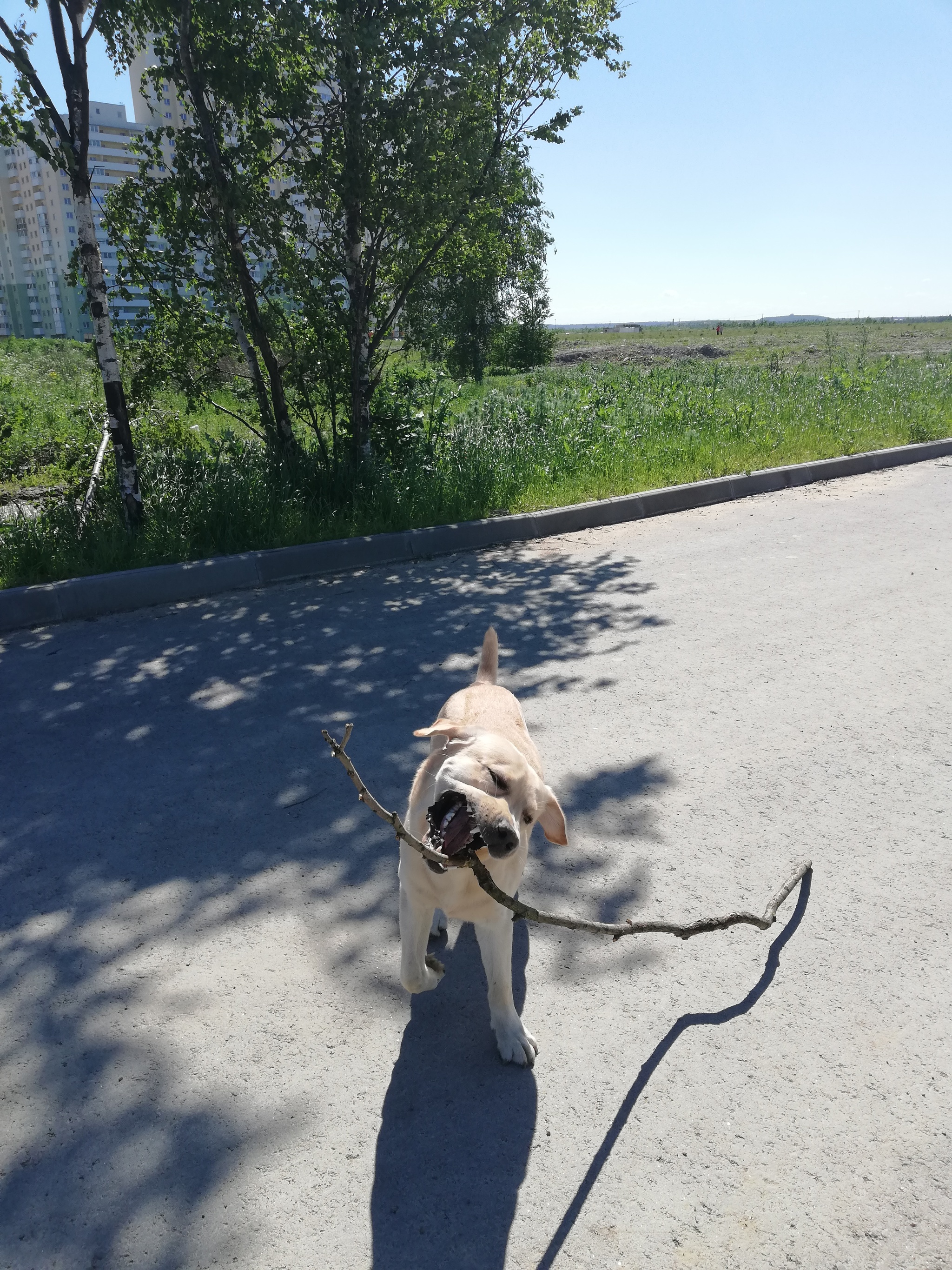 When you were allowed to take only one stick with you - My, Labrador, Dog, Stick, Funny animals, Longpost