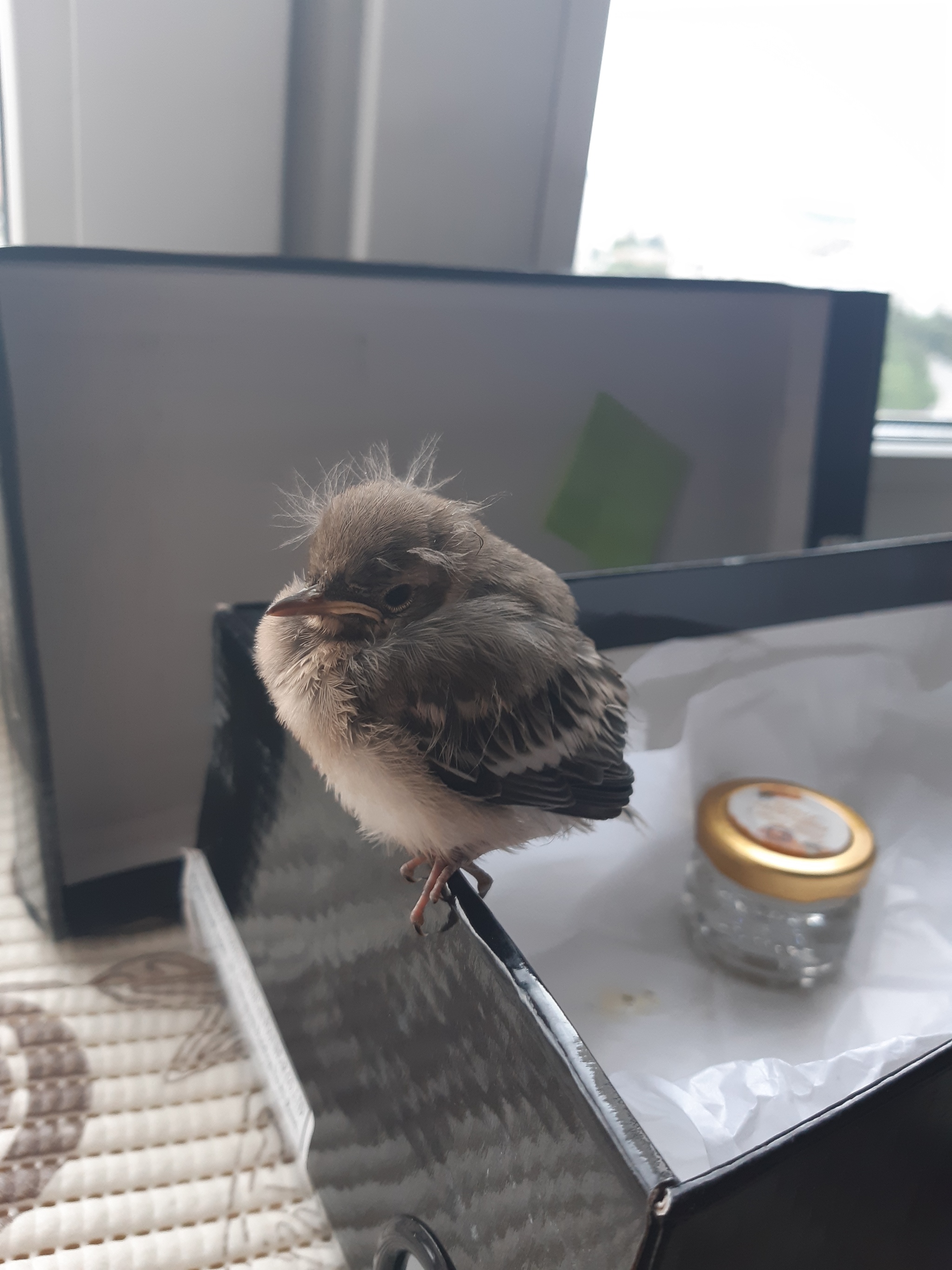 I found a chick, what should I do? - My, Chick, Foundling, Help, Longpost