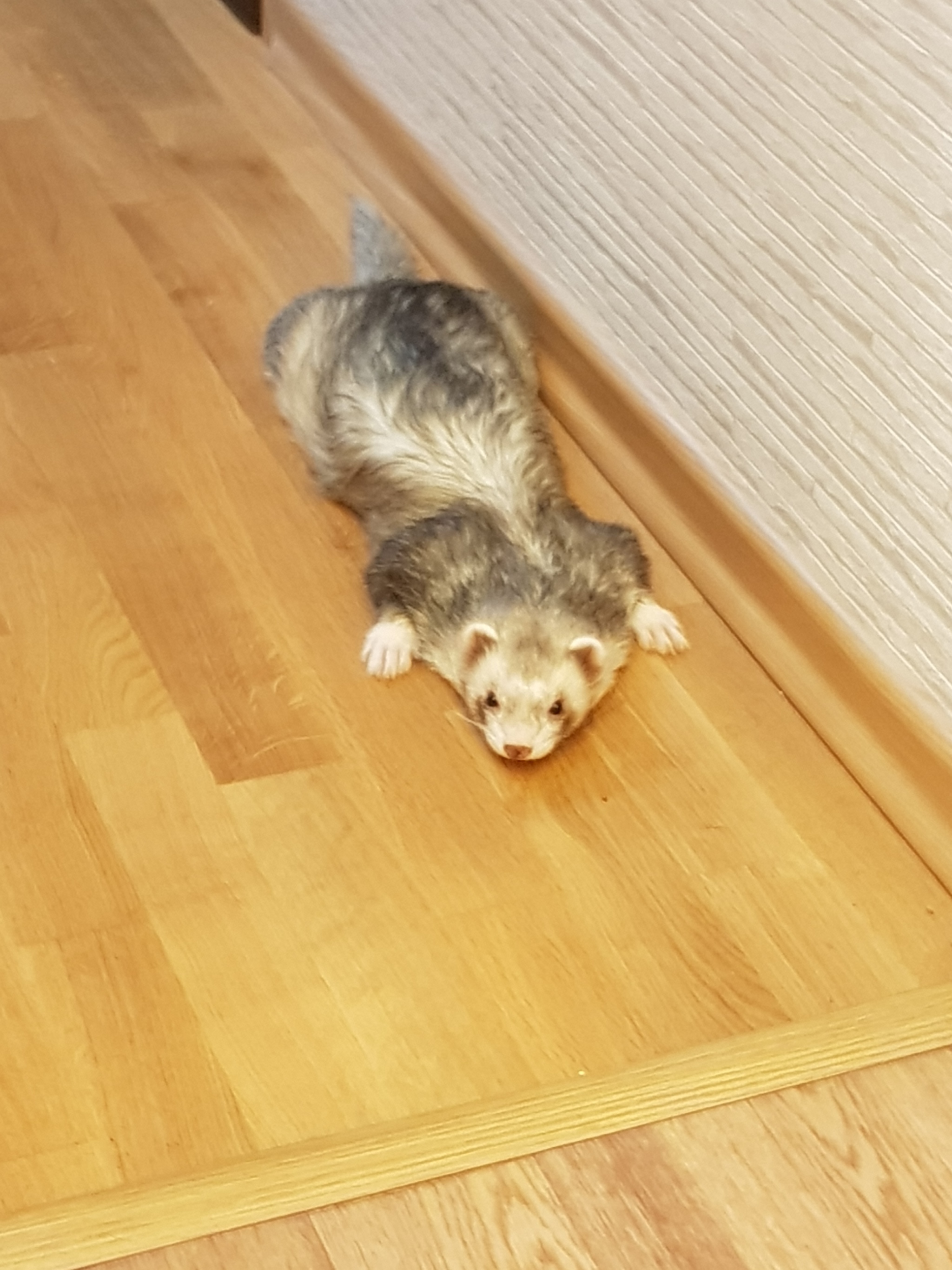 There's a ferret in the house :) - My, Ferret, Milota, Fluffy, Animals, Pet, Pets, Longpost, Video