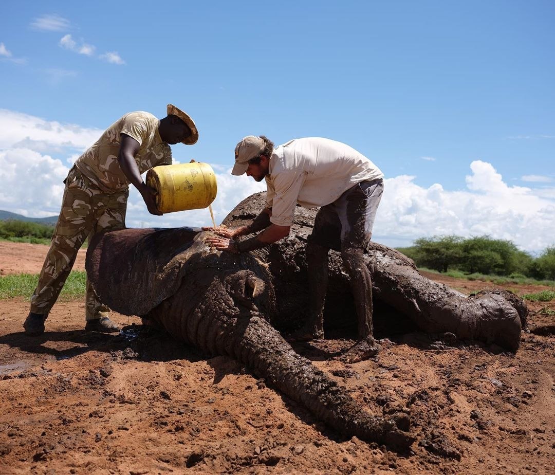 In northern Kenya, in the Nanapa Nature Reserve, an elephant is stuck up to the top of its head in a mud bog on the edge of a dam. - Elephants, People, Kindness, Kenya, Animal Rescue, Longpost, Swamp