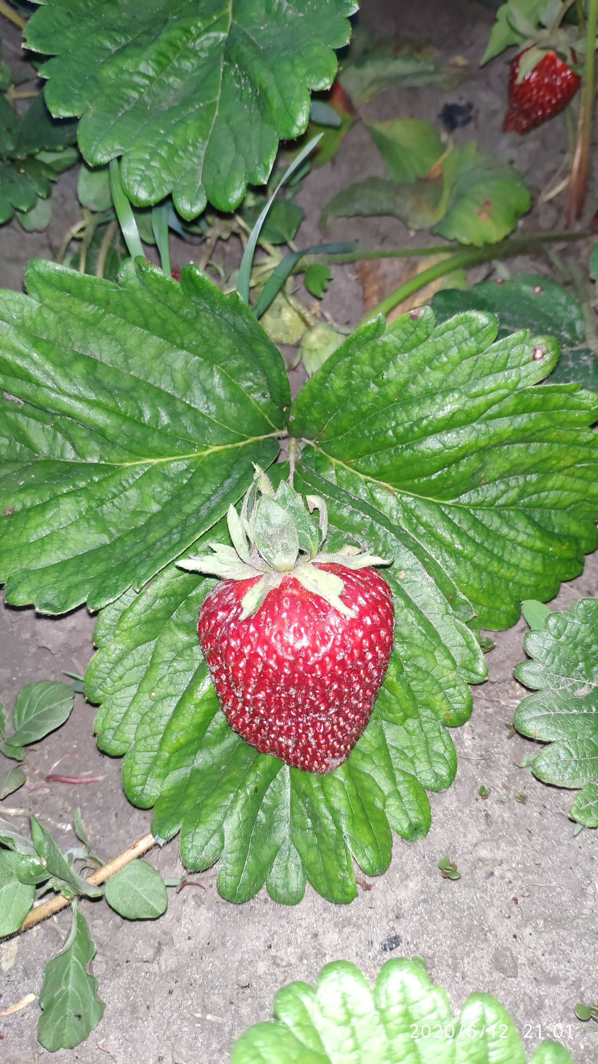 Some photos from rural life #2 - Dacha, Flowers, Plants, Strawberry (plant), Longpost