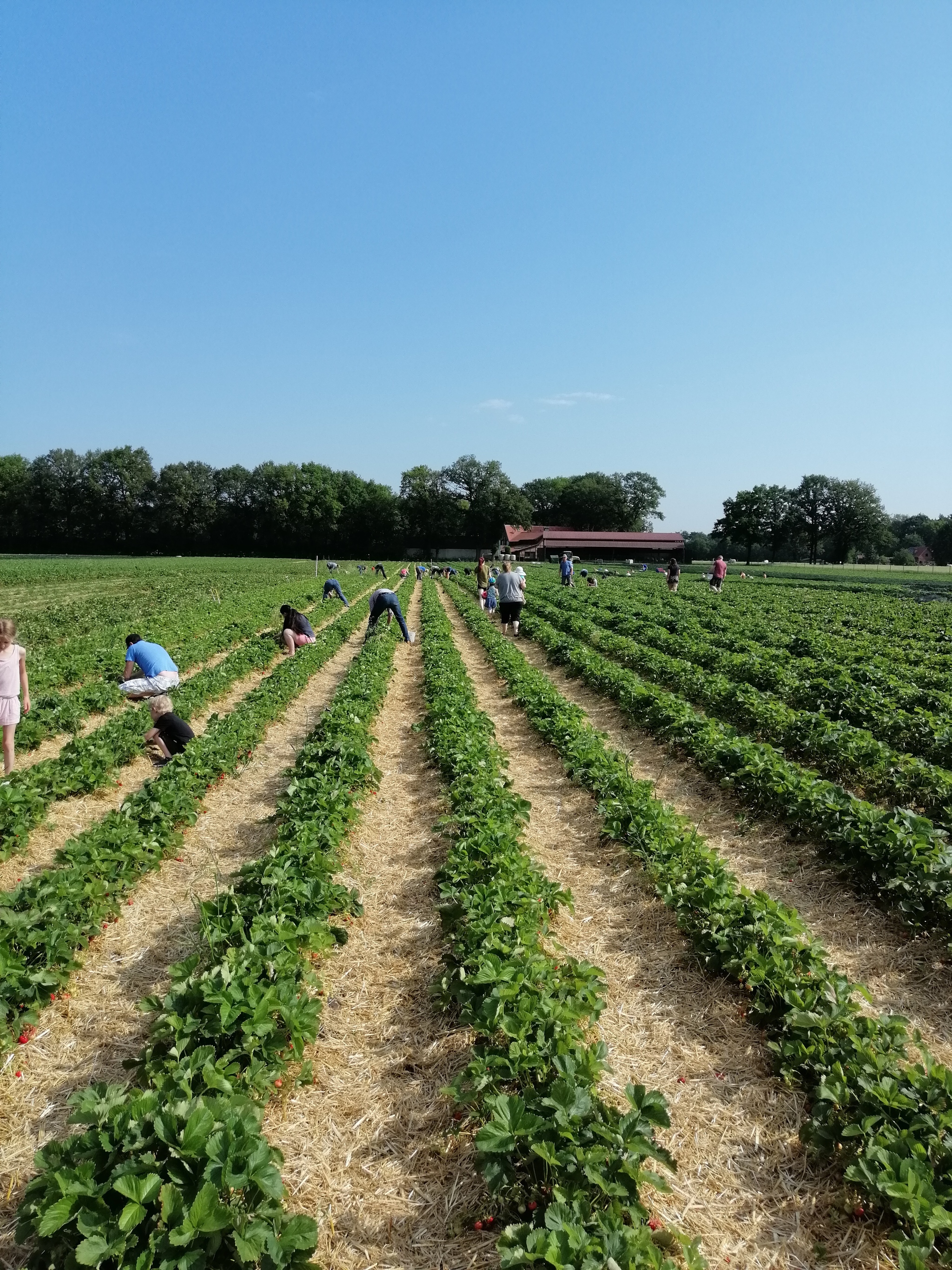 Strawberries from a field in Germany - My, Strawberry (plant), Berries, Germany, Yummy, Longpost