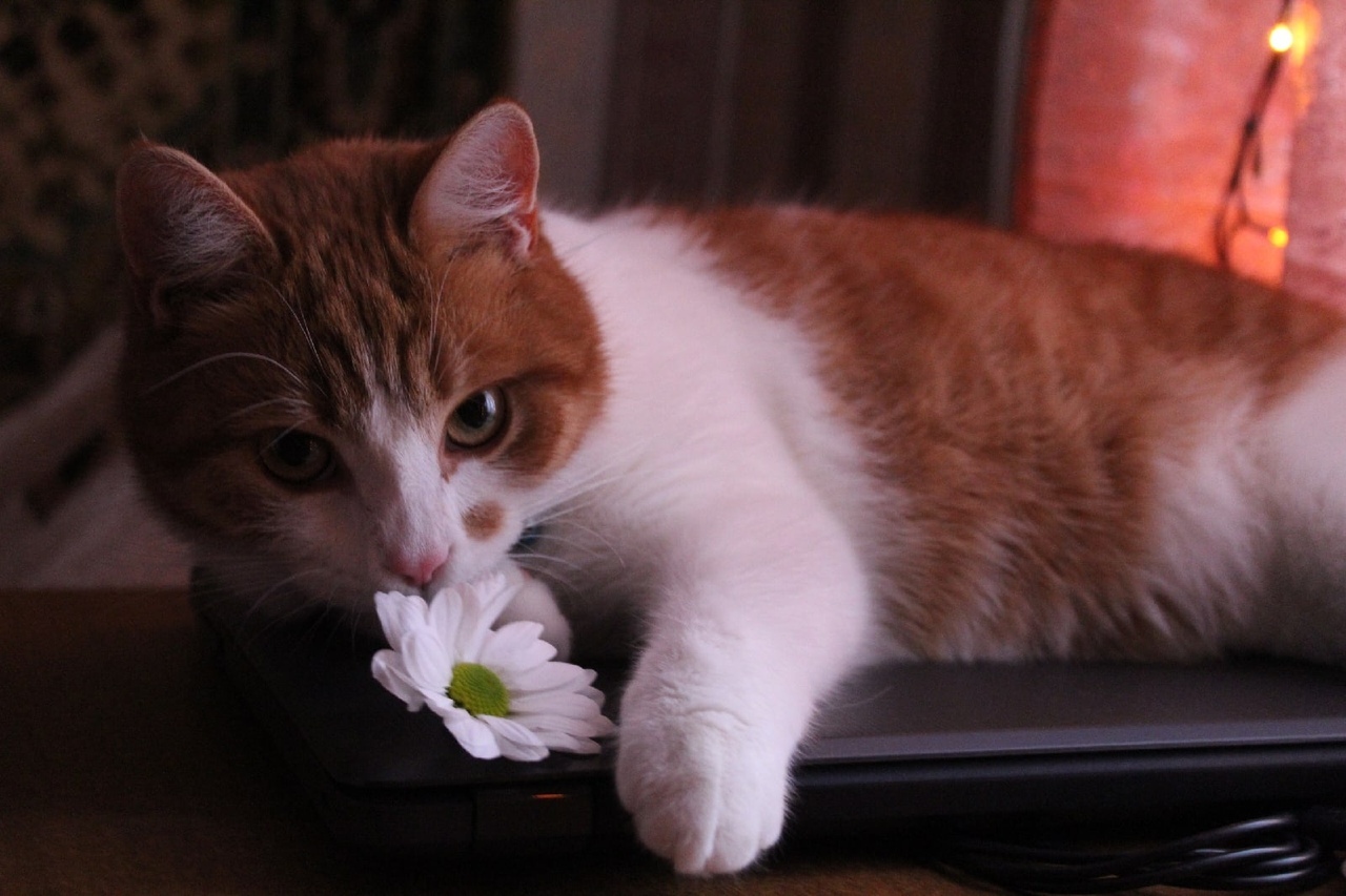 R-romantic - My, cat, Flowers, Chrysanthemums, Portrait, Eyes, The photo