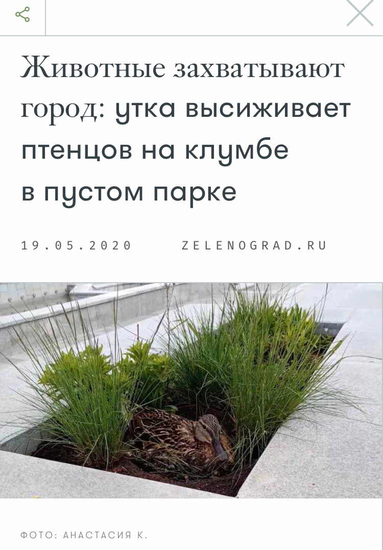 The news we deserve - Duck, Eggs, The park, Longpost, Zelenograd, Screenshot, news