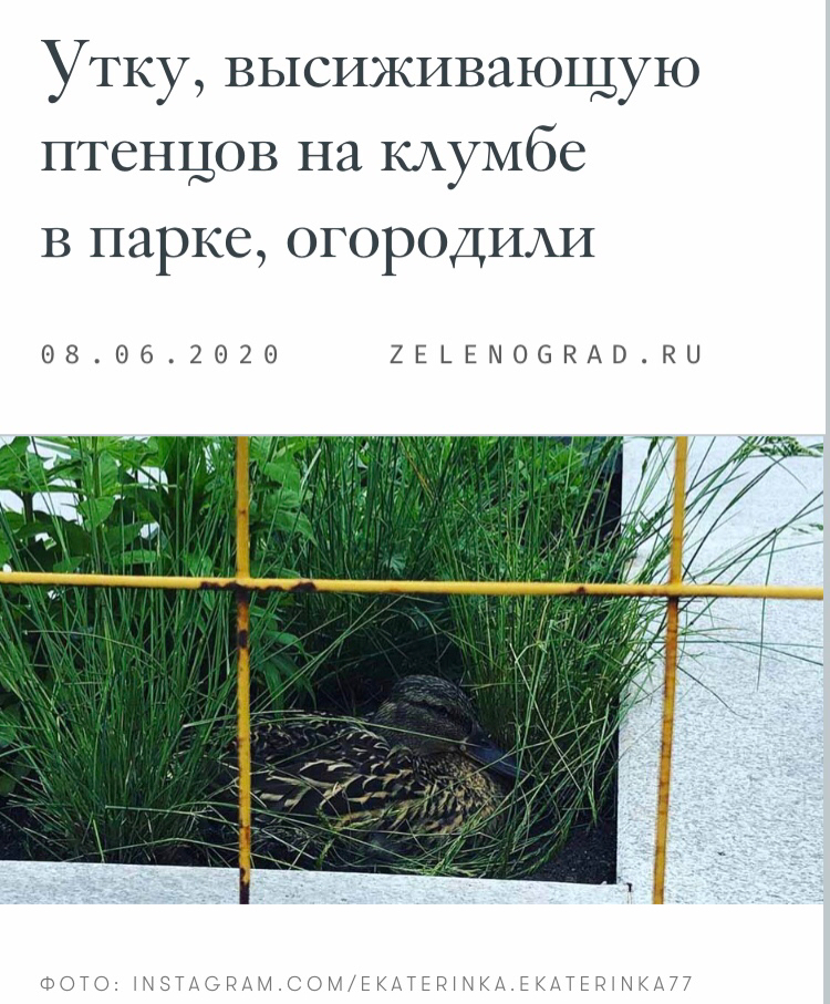 The news we deserve - Duck, Eggs, The park, Longpost, Zelenograd, Screenshot, news