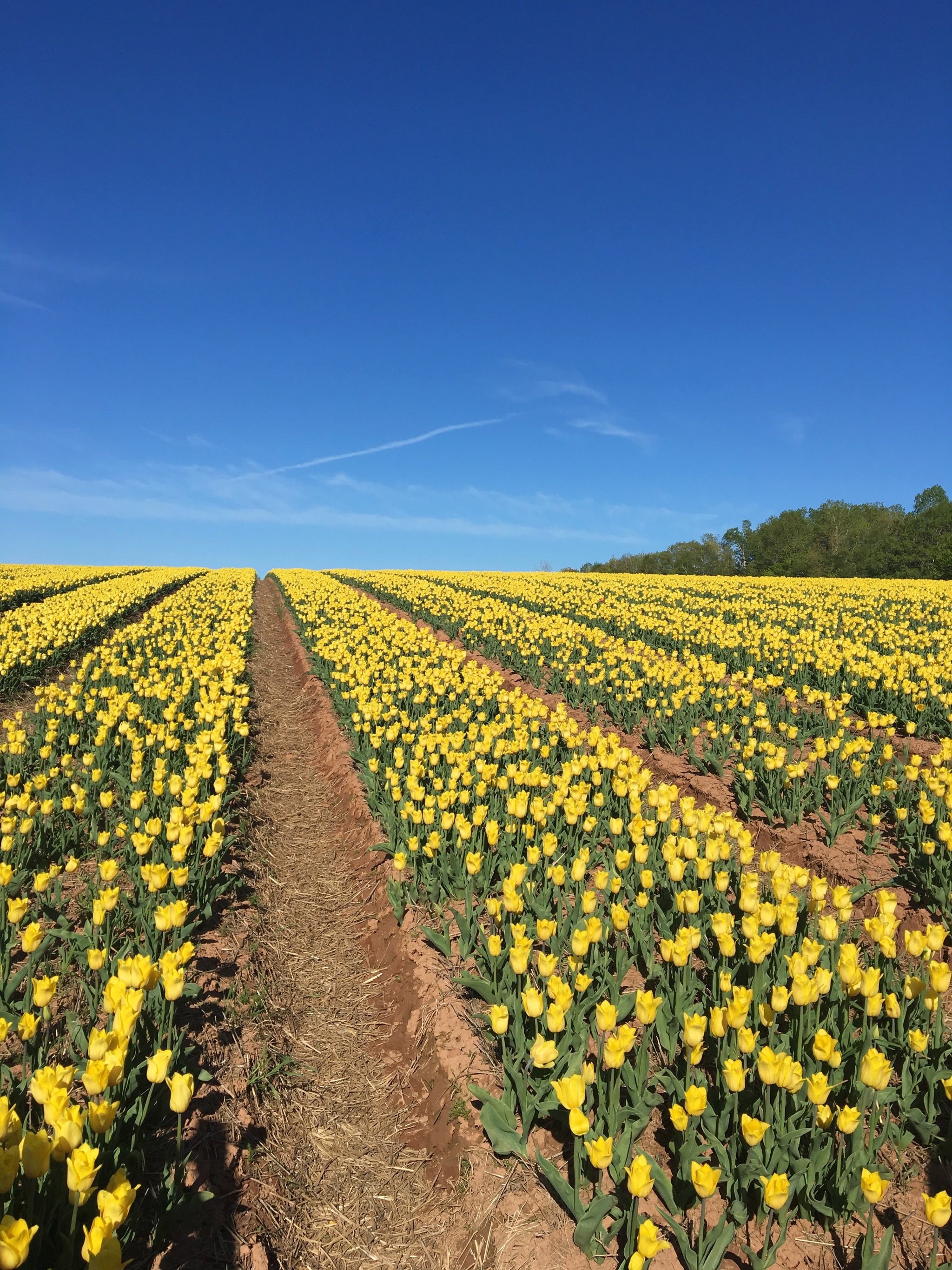 Prince Edward Island. Tulip fields - My, Canada, Tulips, Immigration, Living abroad, Longpost