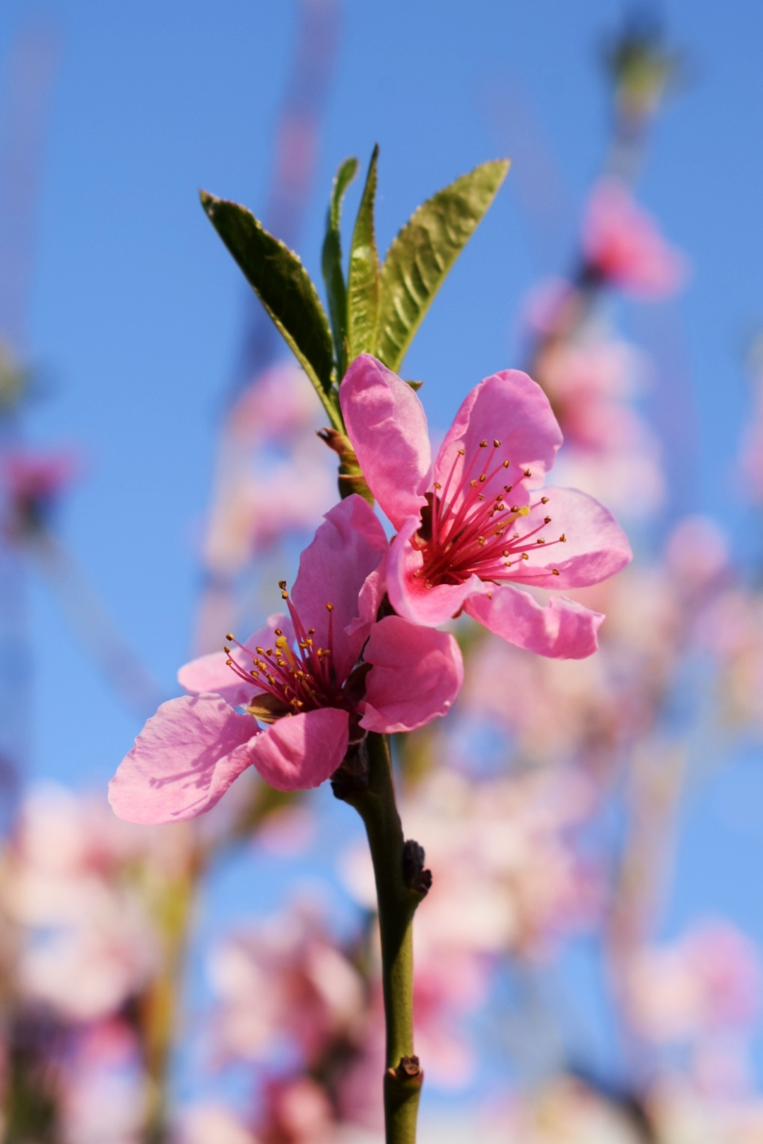 Peach flowers - My, Spring, Flowers, Nature, Longpost