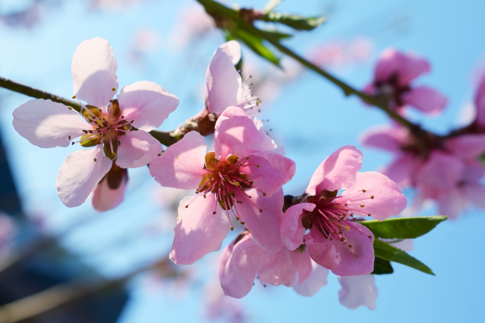 Peach flowers - My, Spring, Flowers, Nature, Longpost