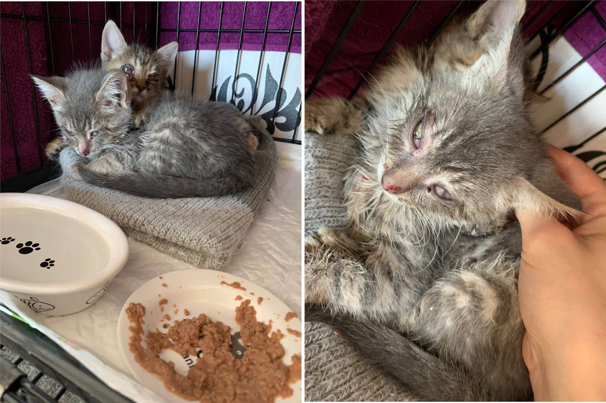 The story of the rescue of kitten Gia. Before and after - My, It Was-It Was, cat, Kittens, Kindness, Transformation, In good hands, No rating, Chelyabinsk, Longpost