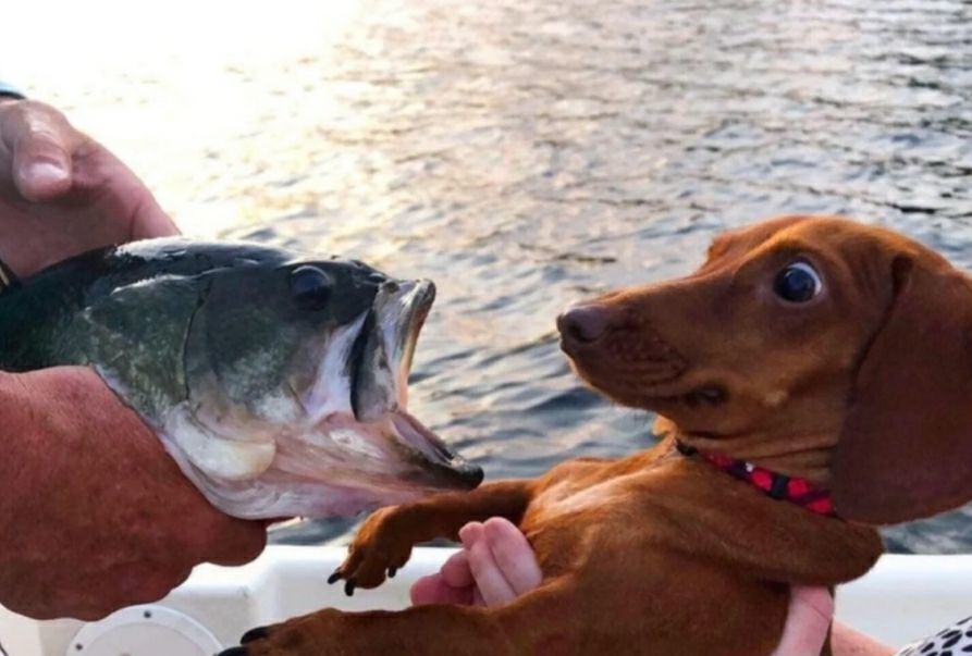 Whoops... - A fish, Dog, The fright