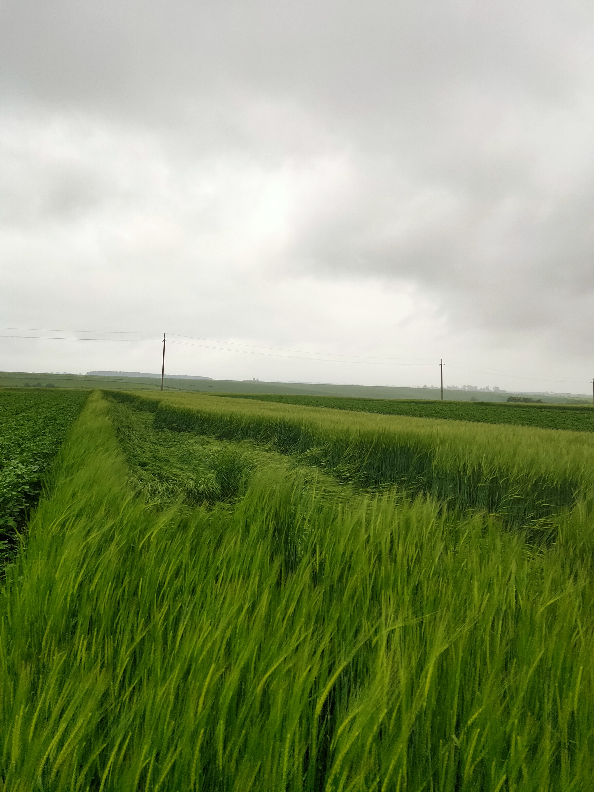 There was a thunderstorm in the village - My, The photo, Mobile photography, Thunderstorm, Wind, Barley, Village