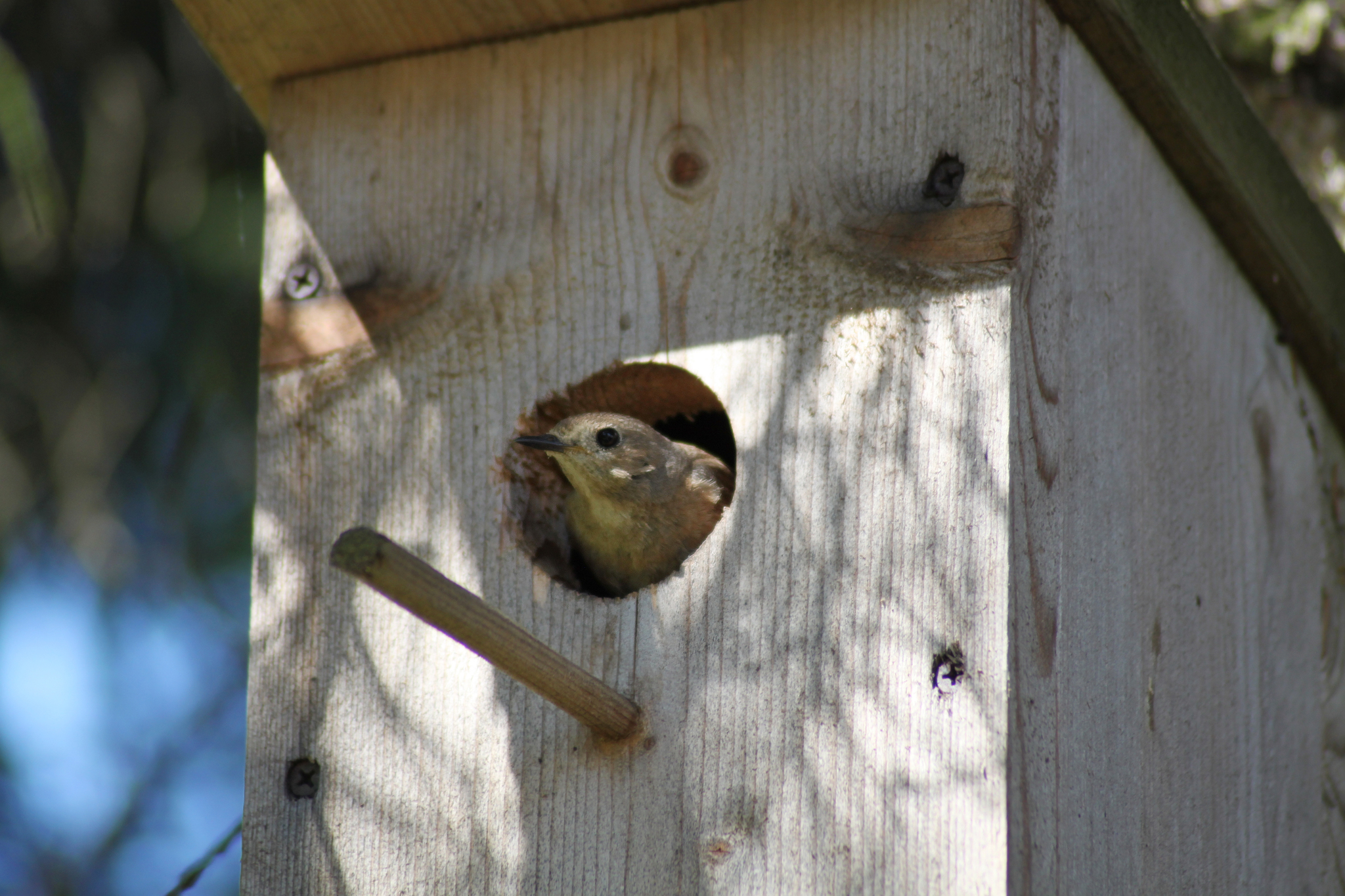 Birds with a fiery tail - My, Bird watching, Nature, Birds, Longpost