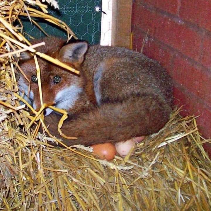 We are responsible for those we devoured - Fox, Eggs, Nest