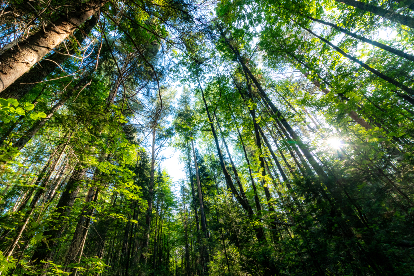 Taganay. Forest. June 12, 2020. Chelyabinsk region - My, Taganay National Park, Taganay, Zlatoust, Forest, Longpost