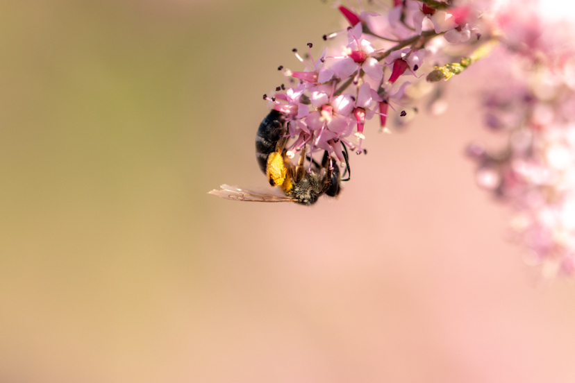 Orenburg steppe in spring. May 2020 - My, Steppe, Orenburg region, Longpost