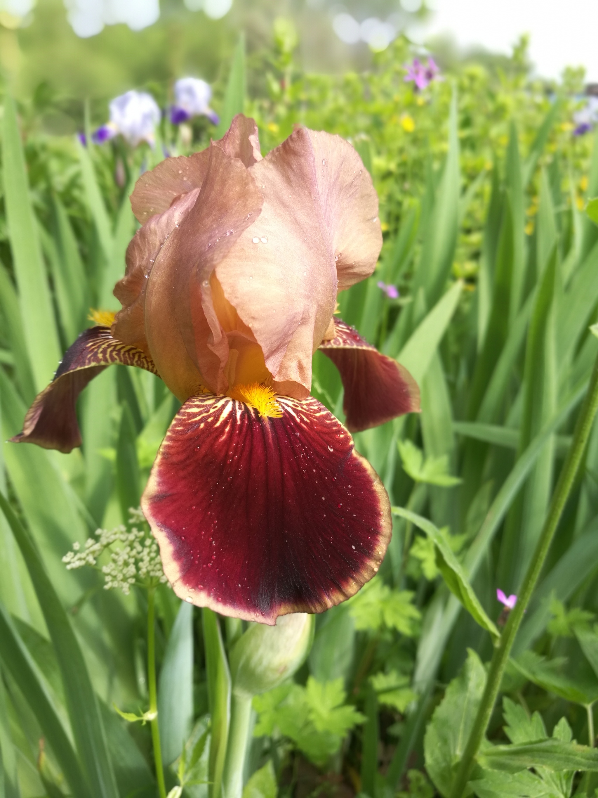 Summer at the dacha. Irises - My, Mobile photography, Summer, Irises, Longpost