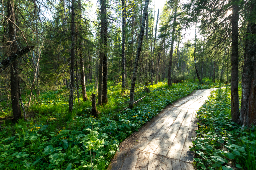 Zyuratkul. June 2020 - My, Zyuratkul, Recreation center eco-park Zyuratkul, Zyuratkul Park, Forest, Chelyabinsk region, Longpost