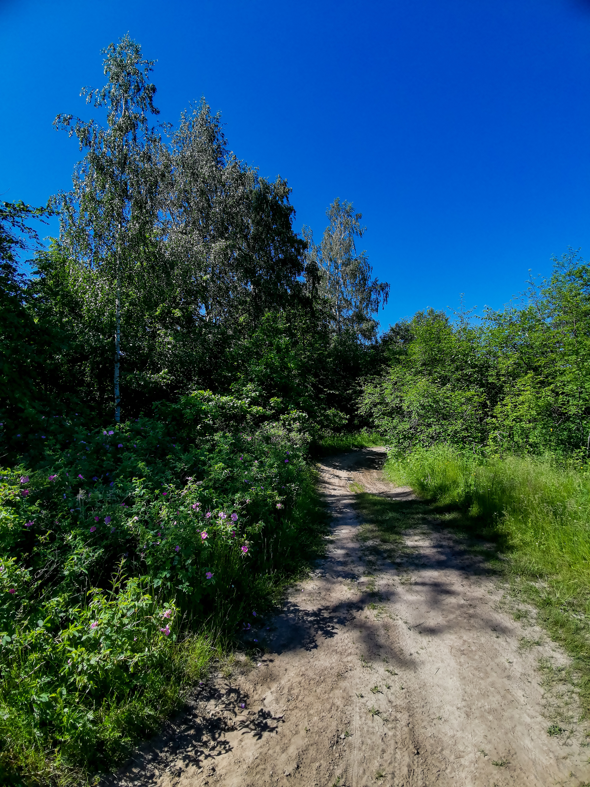 Landscape bike ride - My, Mobile photography, Huawei mate 20, Landscape, A bike, Longpost