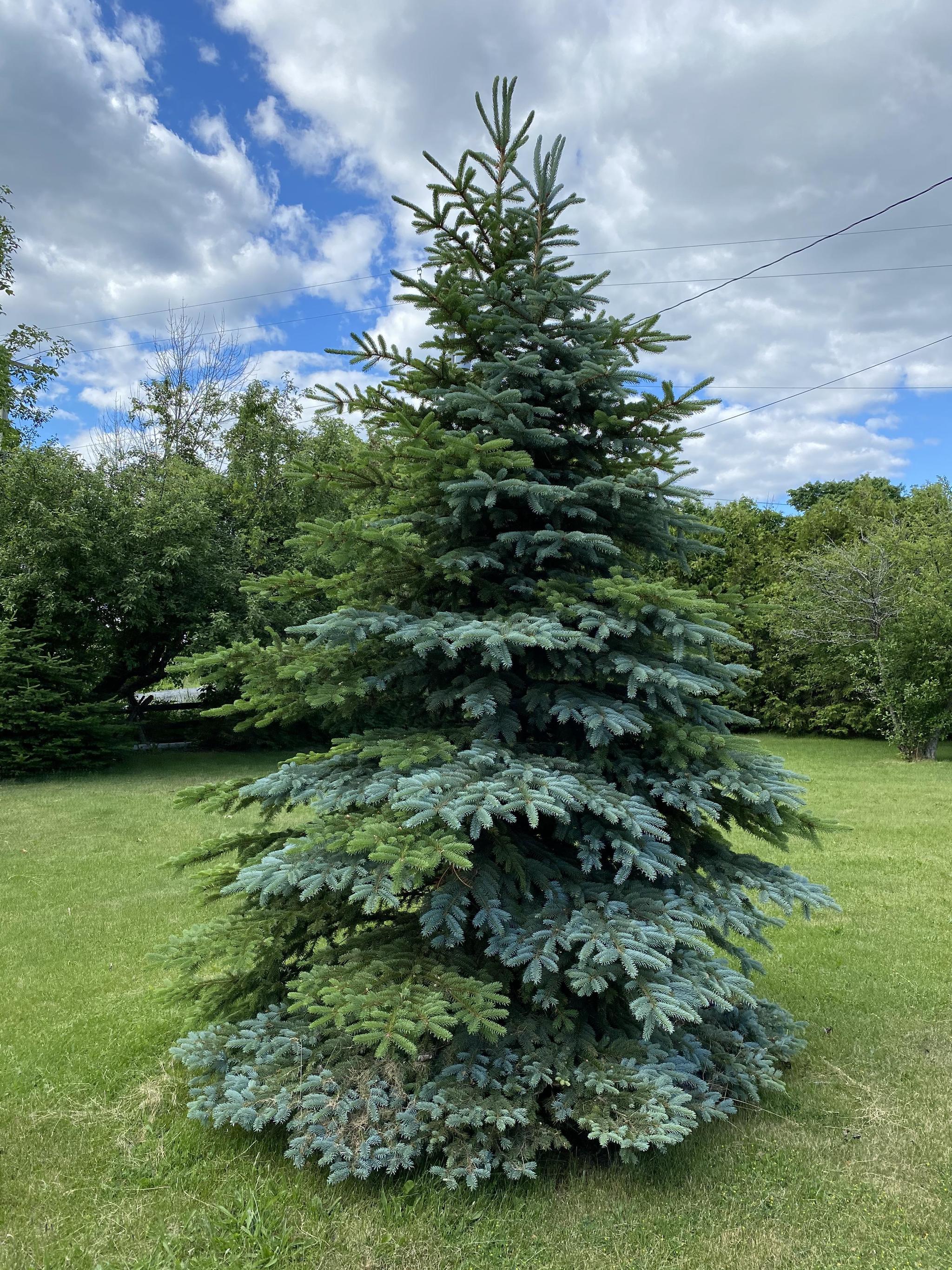 Regular and blue spruce growing in an embrace - Christmas trees, Blue Spruce, Tree, Canada