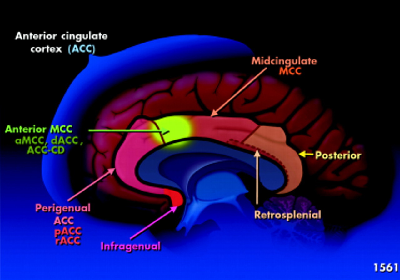 Hypnosis and neuroanotomy - Hypnosis, Psychology, Longpost