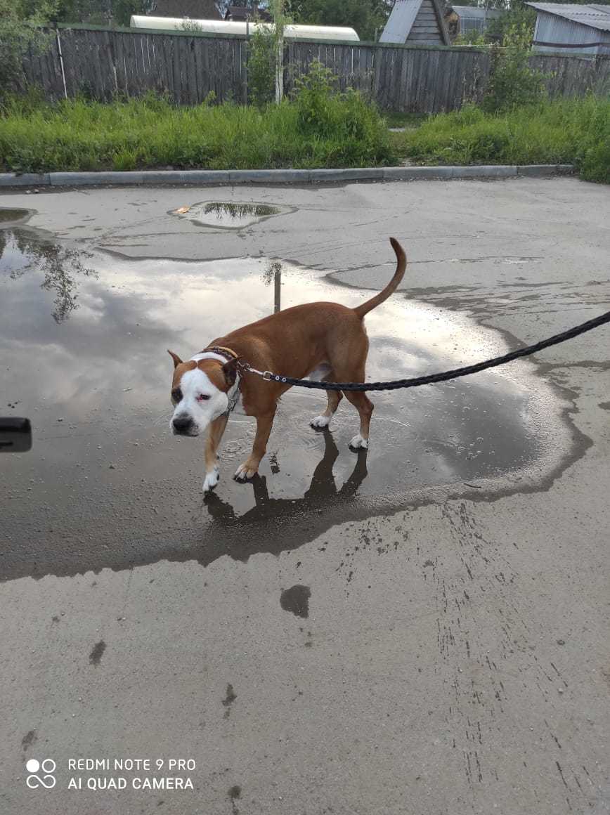 Replenishment... - My, Amstaff, Dog, Longpost, Pets, Mobile photography