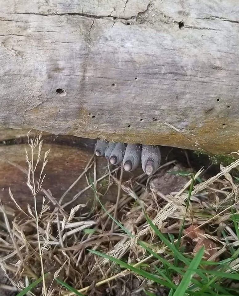 Xylaria multiforme, man's fingers - My, Mushrooms, Dead Man's Fingers, Sochi, Rosa Khutor, Longpost, Kripota