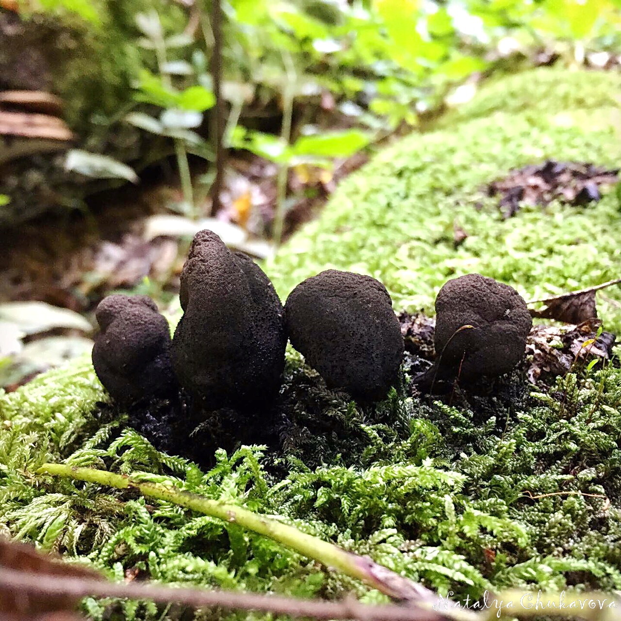 Xylaria multiforme, man's fingers - My, Mushrooms, Dead Man's Fingers, Sochi, Rosa Khutor, Longpost, Kripota