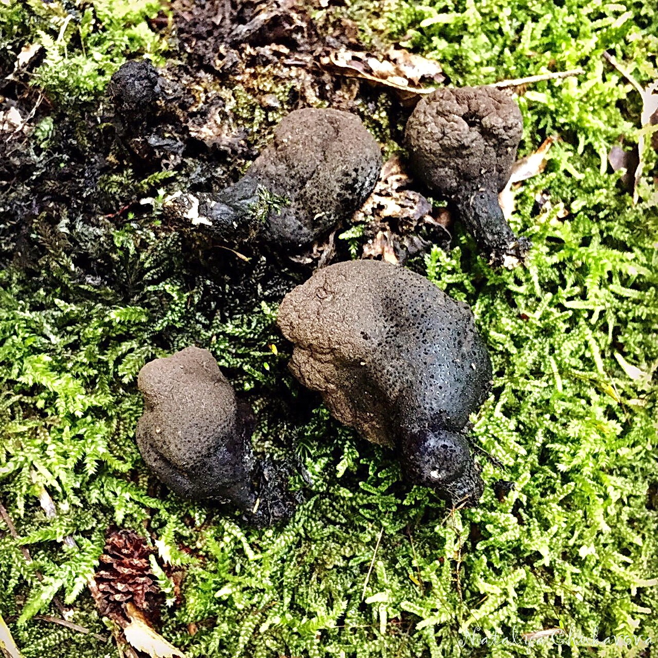 Xylaria multiforme, man's fingers - My, Mushrooms, Dead Man's Fingers, Sochi, Rosa Khutor, Longpost, Kripota