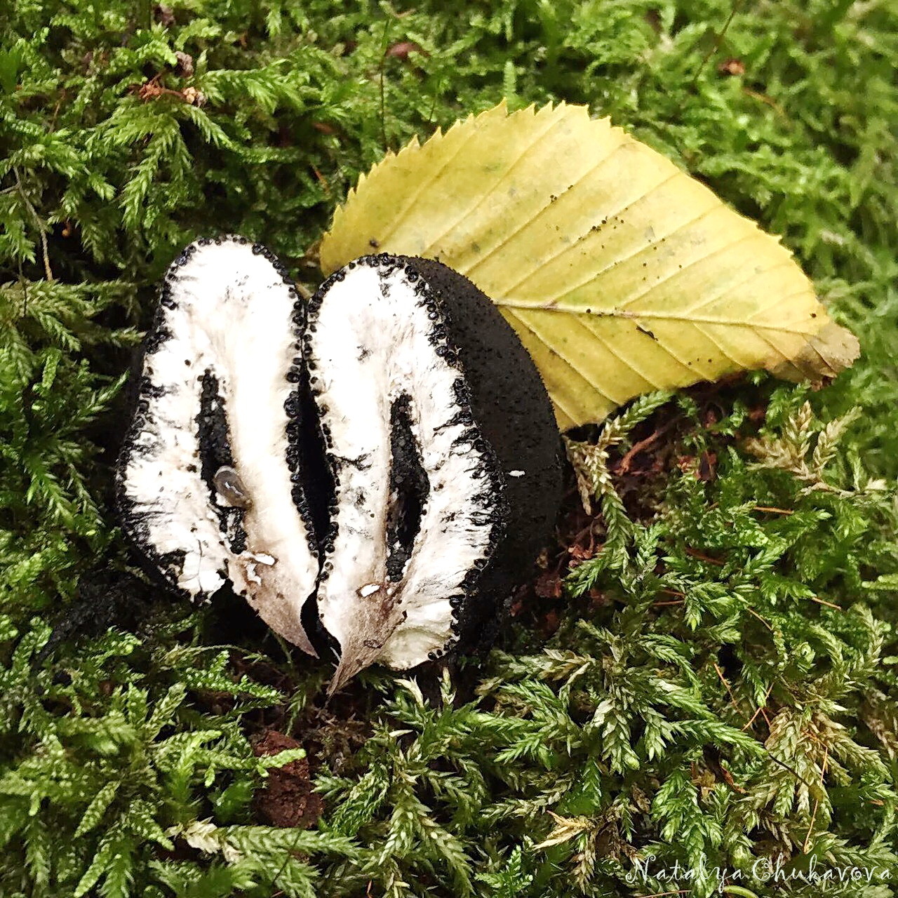 Xylaria multiforme, man's fingers - My, Mushrooms, Dead Man's Fingers, Sochi, Rosa Khutor, Longpost, Kripota