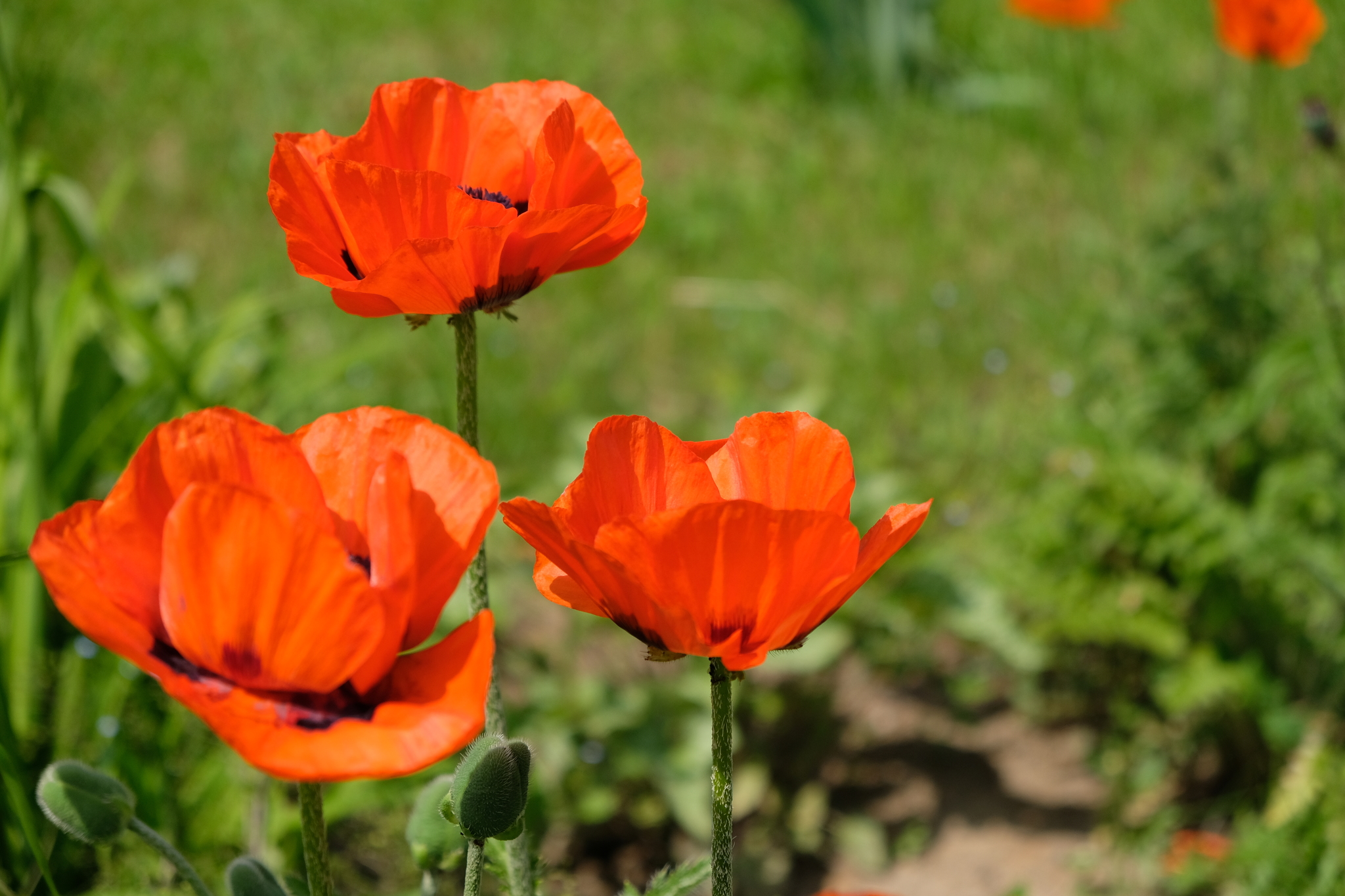 Poppies by the road - My, Flowers, Poppy, Fujifilm, Longpost