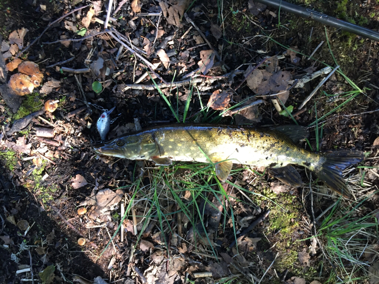 Somewhere on the Karelian Isthmus - My, Camping, Karelian Isthmus, Fishing, Longpost