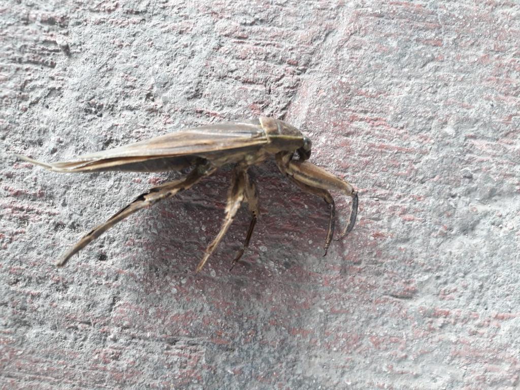 I ask for help in identifying the creature - My, Help, Insects, Longpost