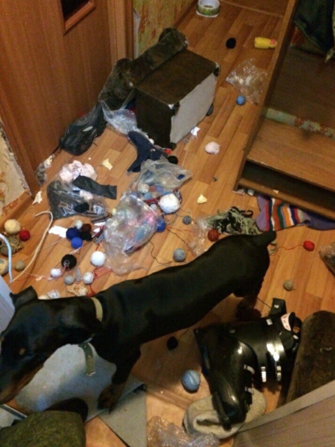 Do you want a Doberman? Think twice! - Doberman, Dog, Destruction, Understand forgive, Longpost, Screenshot