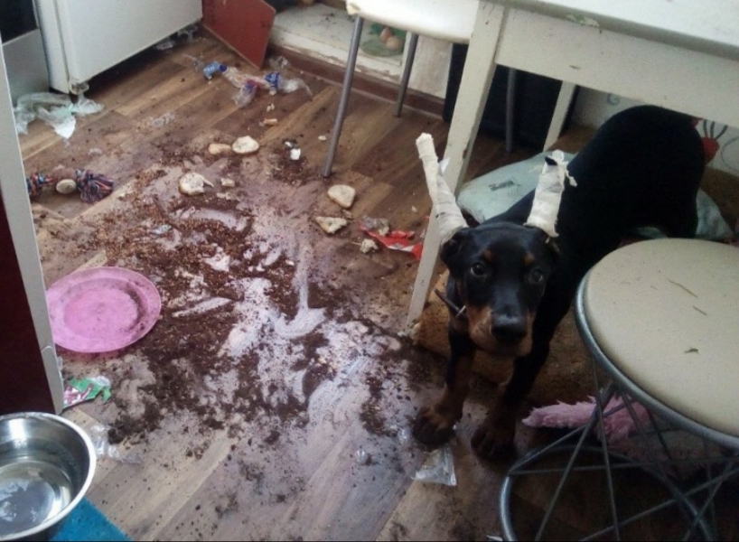 Do you want a Doberman? Think twice! - Doberman, Dog, Destruction, Understand forgive, Longpost, Screenshot