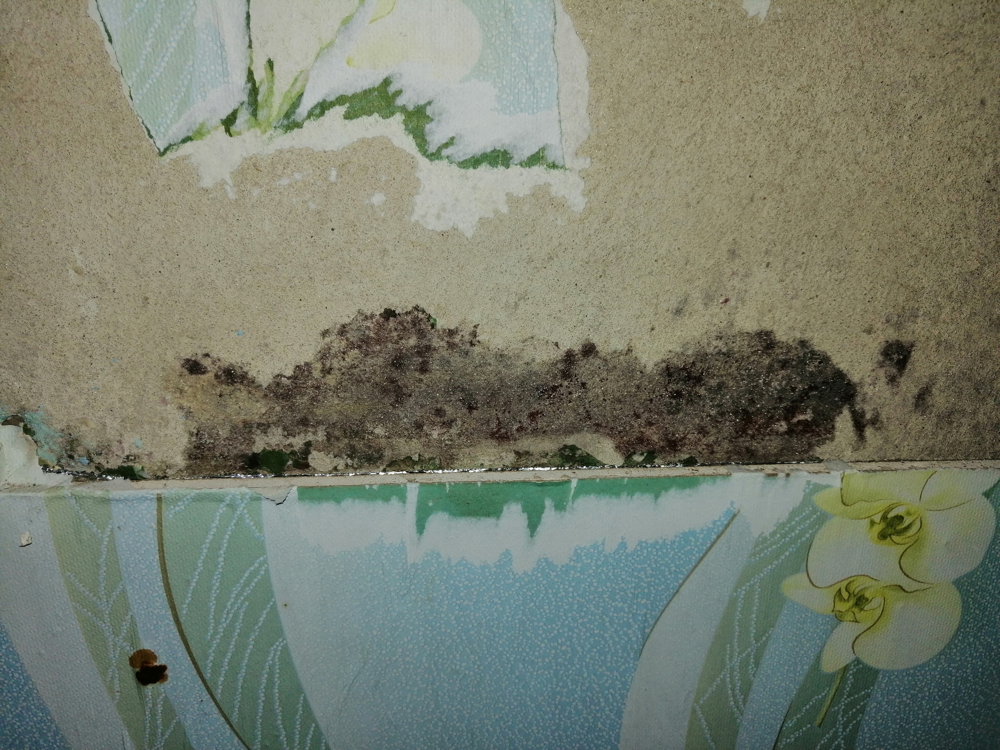 Black mold in the house - My, Black mold, No rating, Mold, House