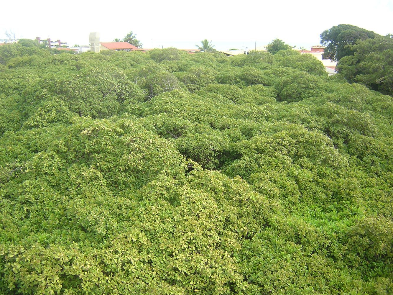 The cashew tree in Brazil looks like a miniature forest. - The national geographic, Brazil, Nature, Cashew, Tree, Longpost