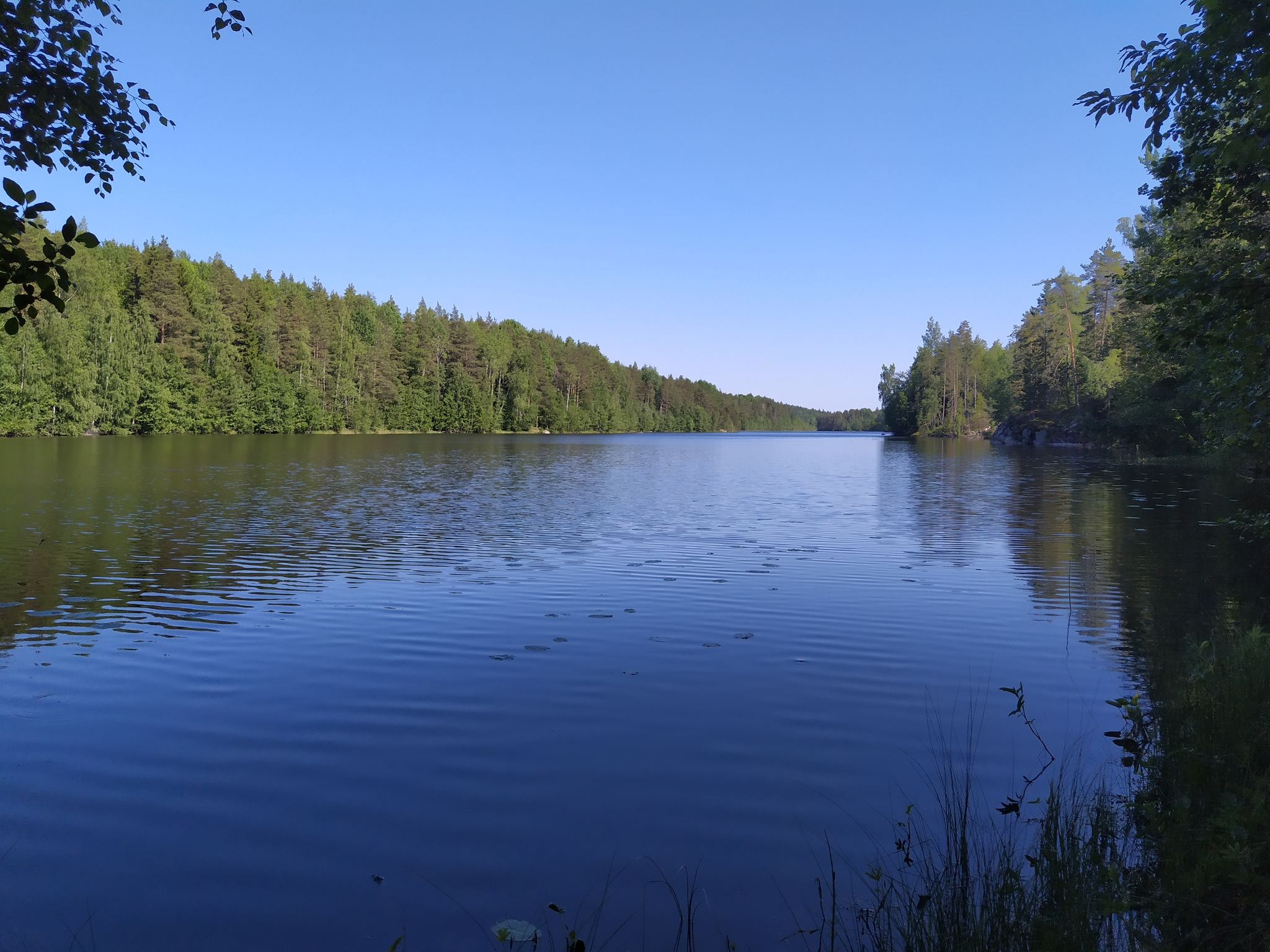 Pawn to Yastrebinoye Lake in Ho Chi Minh City, etc.) - My, Leningrad region, Hike, Hiking, Lake, Longpost