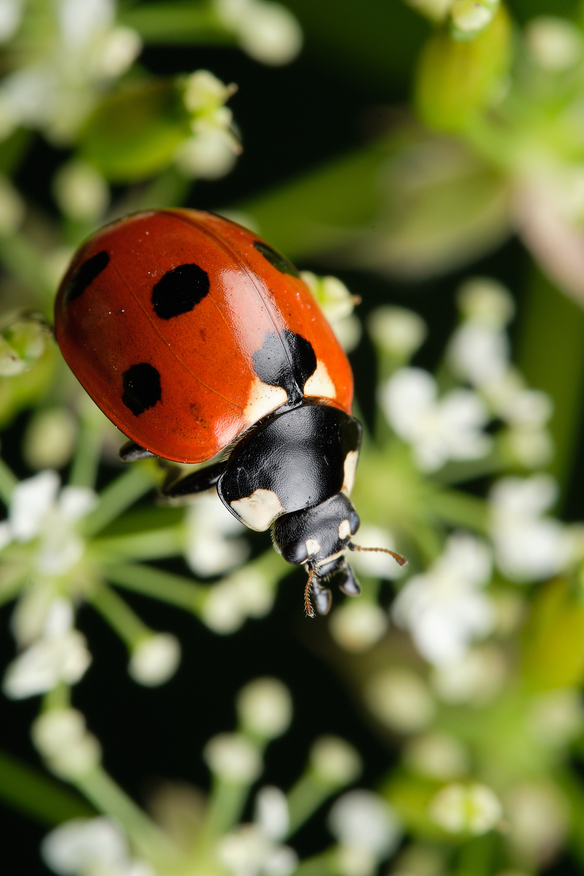 How I assembled my macro lighting - My, The photo, Macro photography, Lighting, Fujifilm, Longpost