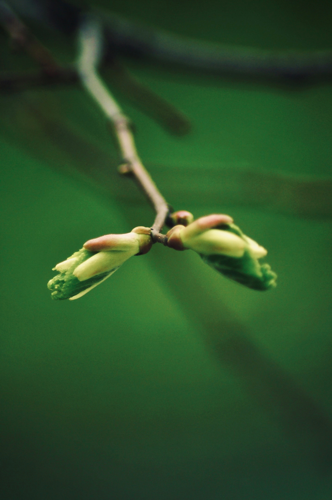 Filmed during “self-isolation” from the window of a house in Moscow - My, Moscow, Spring, Greenery, The photo