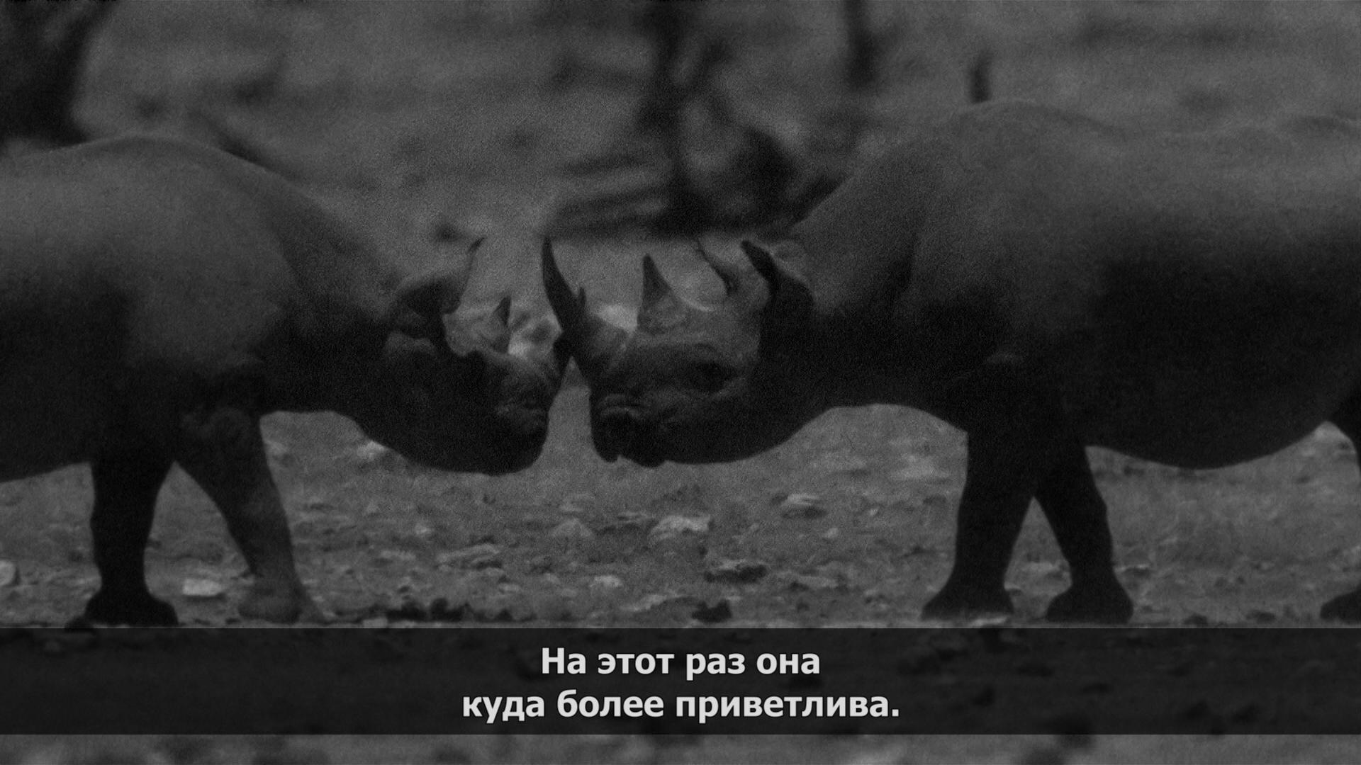 Savvy - Serials, Africa, Rhinoceros, Storyboard, 2013, Animals, Longpost