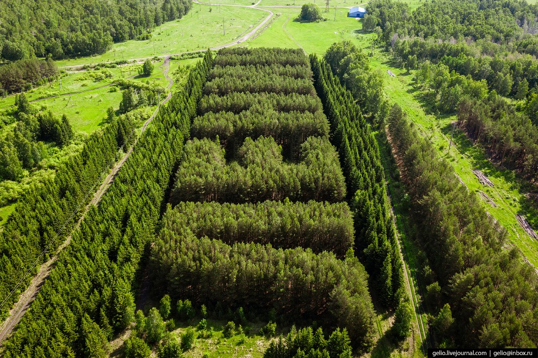 LENIN from pines and spruces - Lenin, Geoglyphs, Pine, Longpost