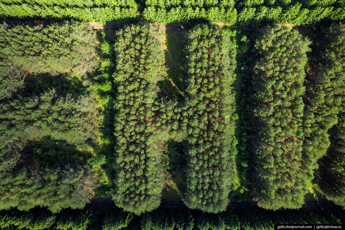 LENIN from pines and spruces - Lenin, Geoglyphs, Pine, Longpost