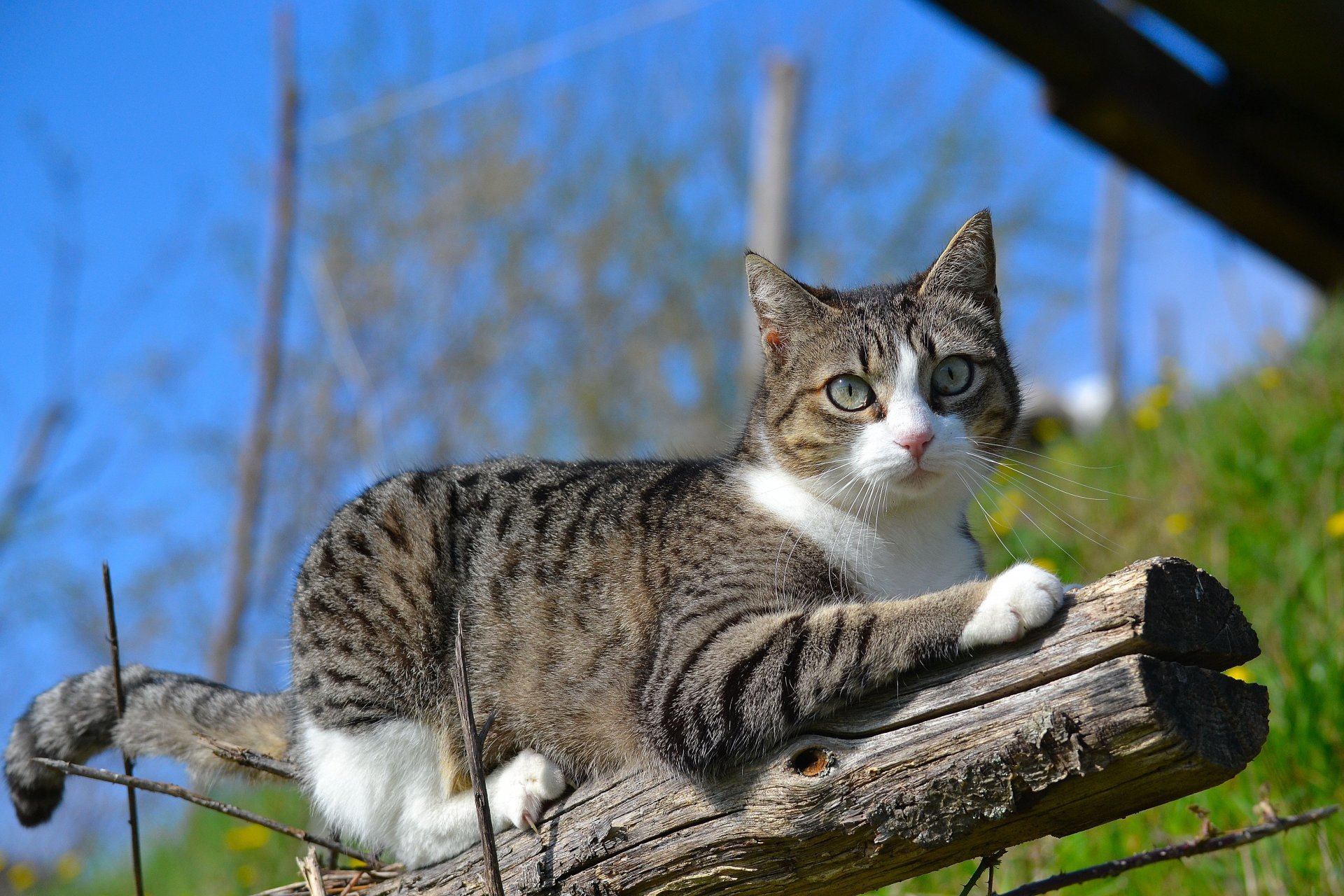 Outdoors - Nature, Summer, cat