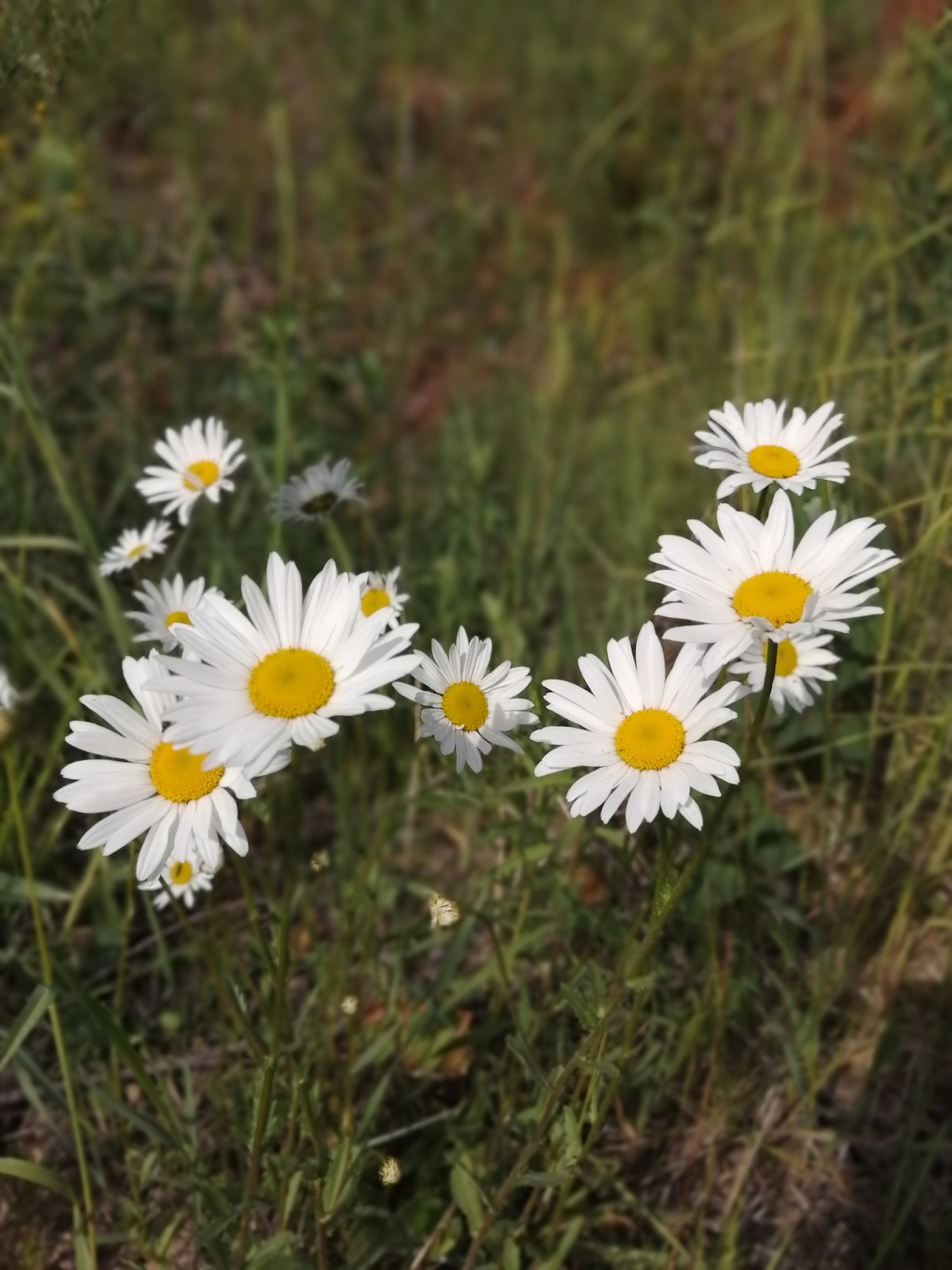 Colors of nature - My, Summer, Nature, Flowers, Longpost