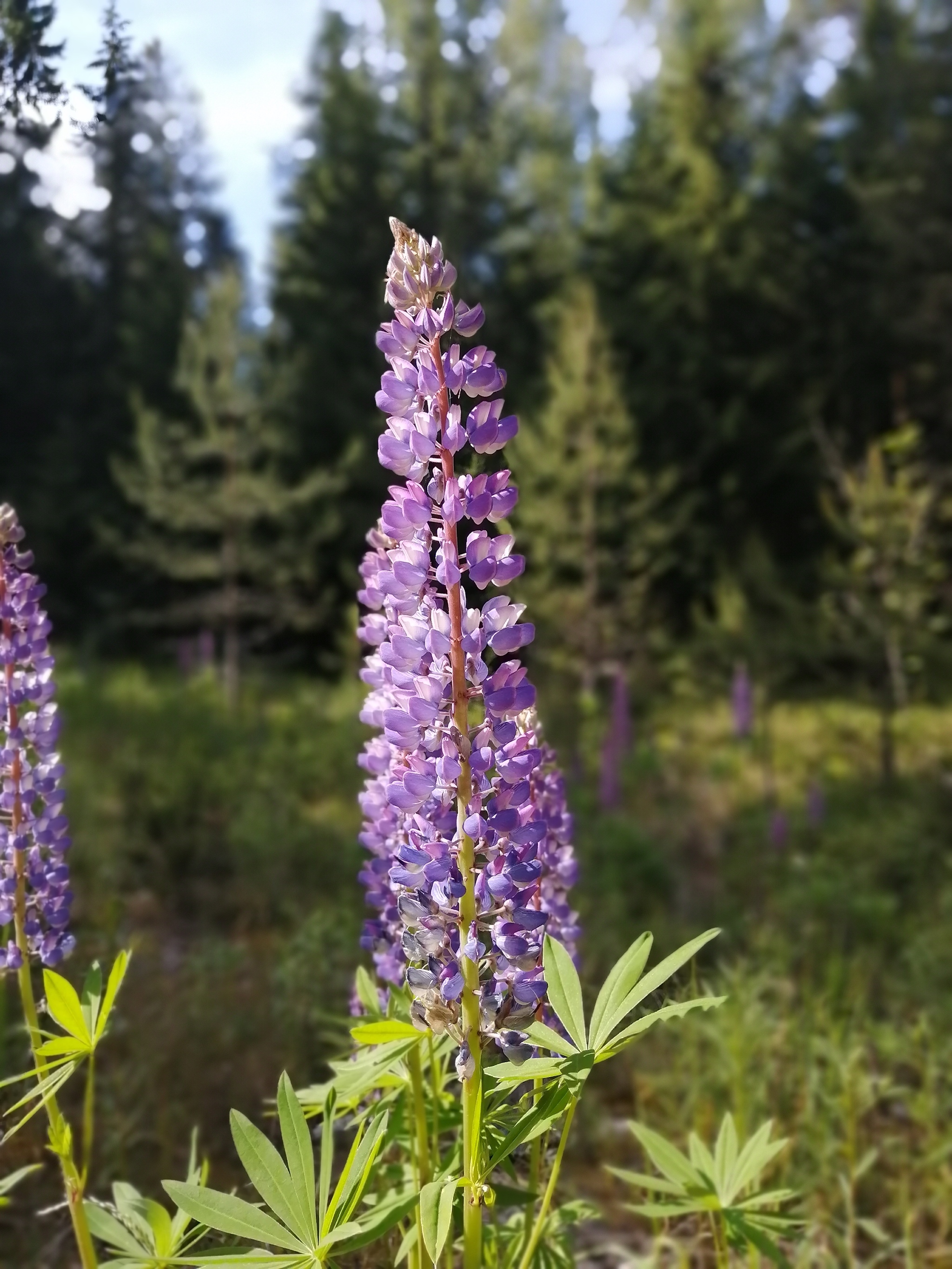 Colors of nature - My, Summer, Nature, Flowers, Longpost