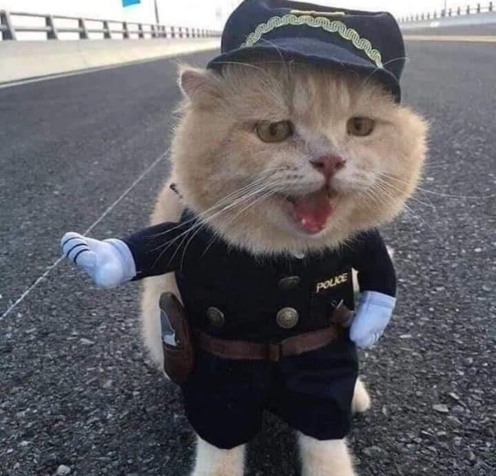 полицейский котенок