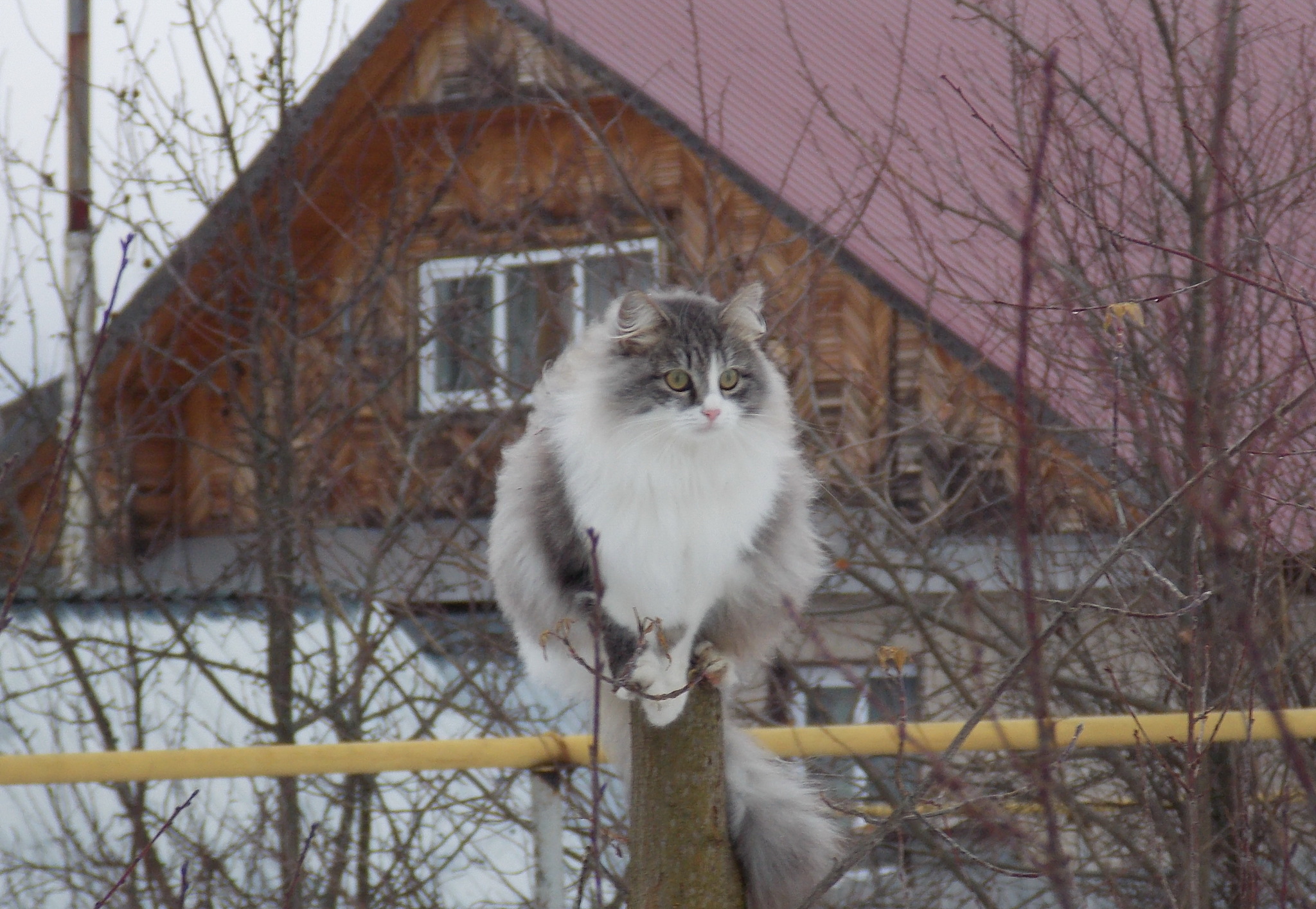 Young cat (4 years old) looking for a new family - My, In good hands, No rating, Pets, Longpost, Aksai, Rostov region, Rostov-on-Don, Bataysk, cat