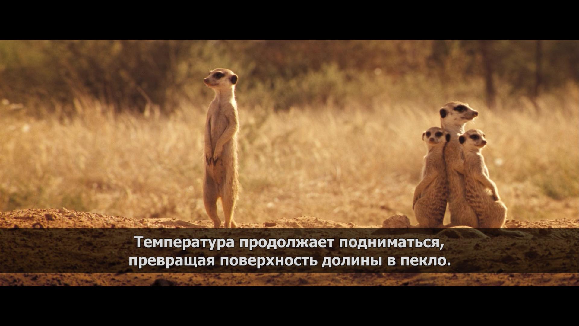 Heat - Serials, Meerkat, Storyboard, Heat, Sleep in the afternoon, Longpost